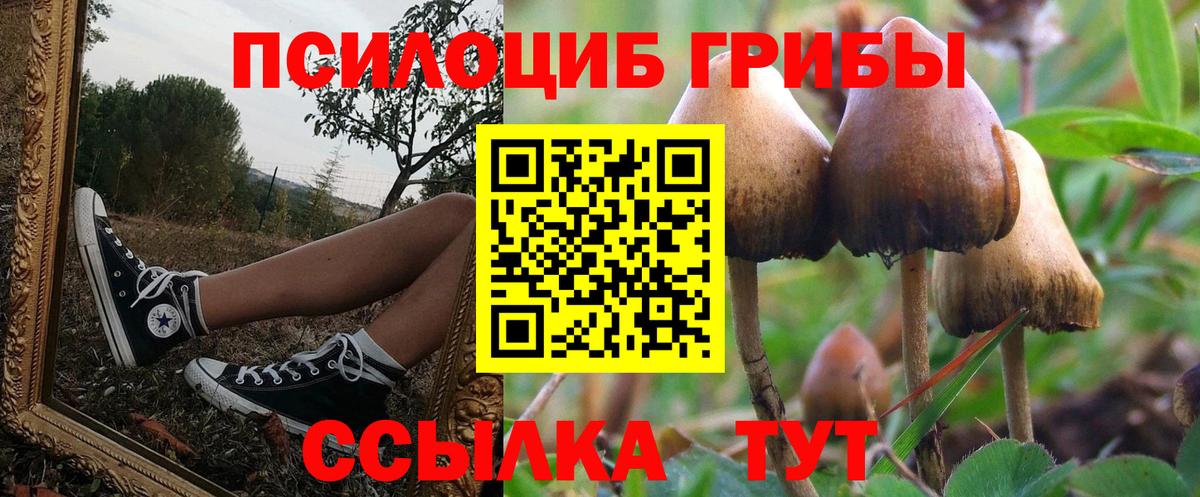 Галлюциногенные грибы Psilocybine cubensis Мурманск